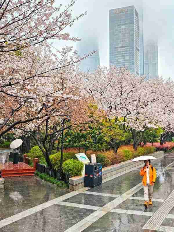  上海浦东赏花全攻略：从樱花大道到桃花村的春日花期解码与技术路线 文化旅游 上海浦东赏花全攻略：从樱花大道到桃花村的春日花期解码与技术路线 文化旅游
