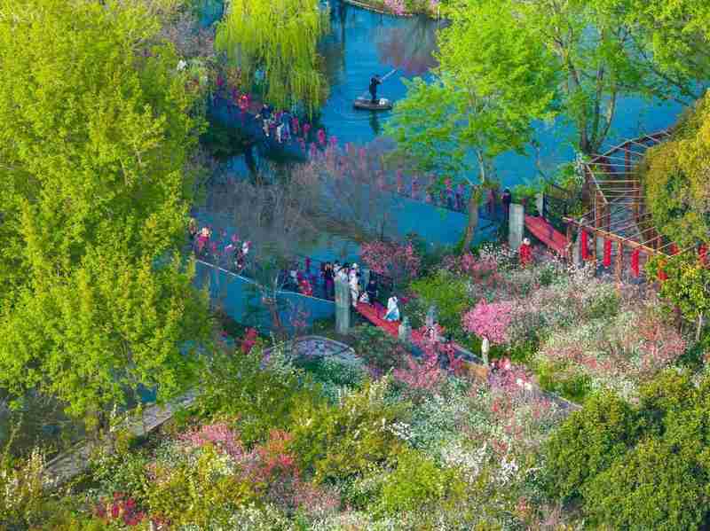  上海浦东赏花全攻略：从樱花大道到桃花村的春日花期解码与技术路线 文化旅游 上海浦东赏花全攻略：从樱花大道到桃花村的春日花期解码与技术路线 文化旅游
