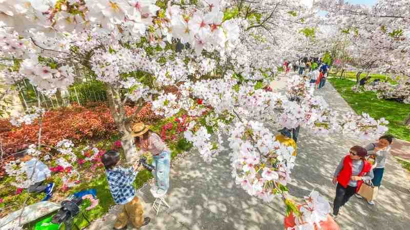  上海浦东赏花全攻略：从樱花大道到桃花村的春日花期解码与技术路线 文化旅游 上海浦东赏花全攻略：从樱花大道到桃花村的春日花期解码与技术路线 文化旅游