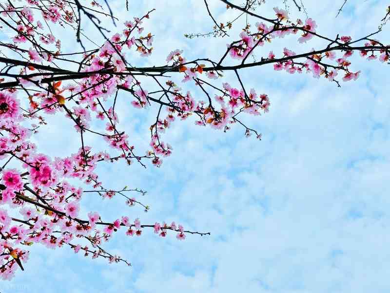  【战术拆解】从火力压制到心理溃败：一场不对等对抗中的决策链分析 影视小说